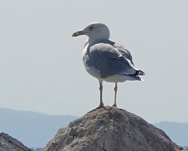 yellow-legged gull